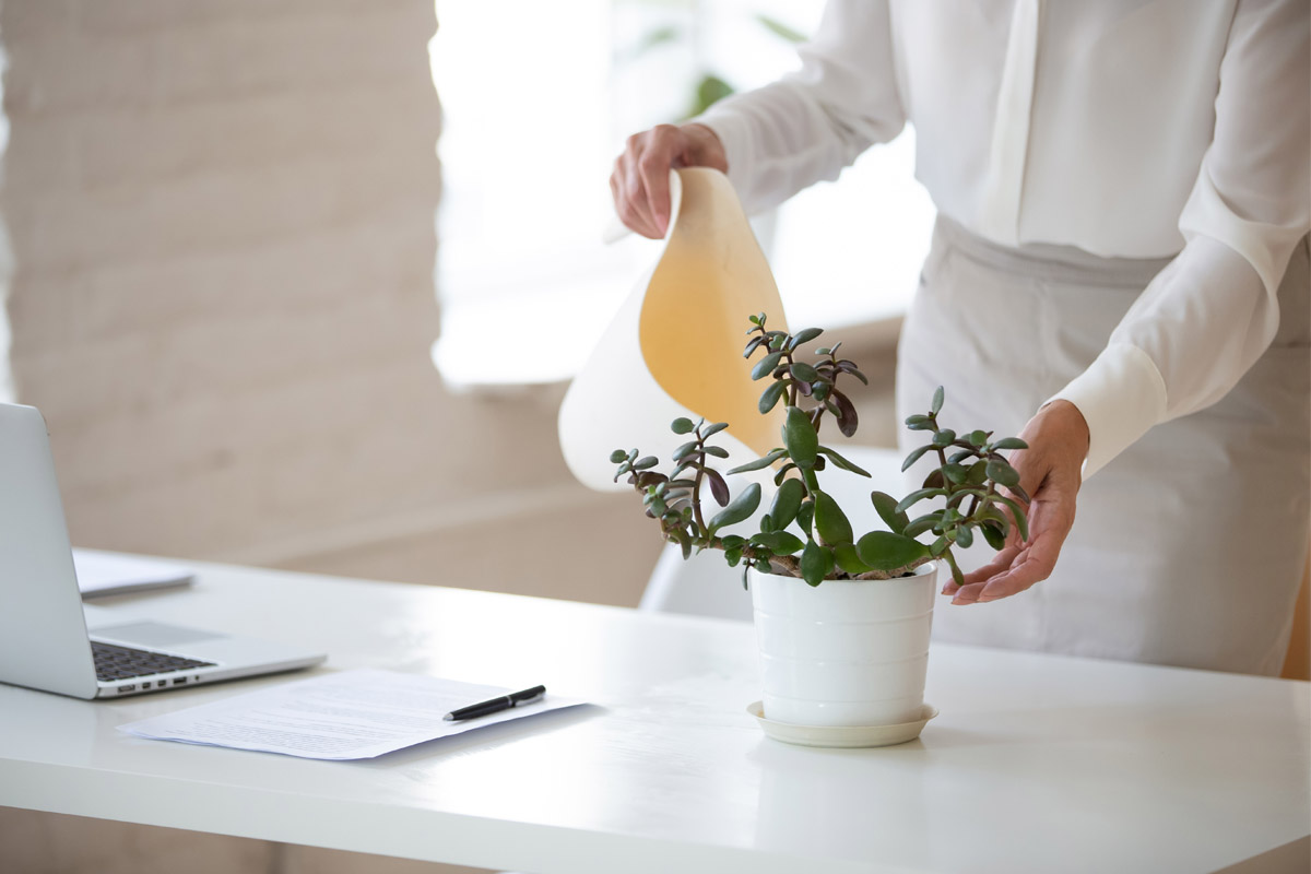 arredare ufficio con piante 3