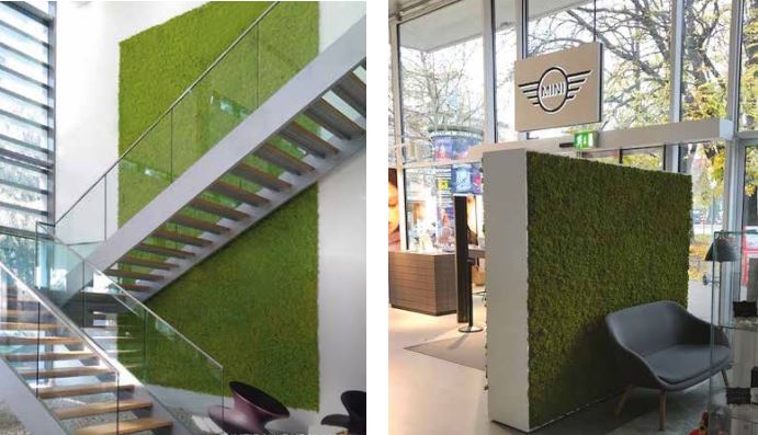moss muschio verticale 2